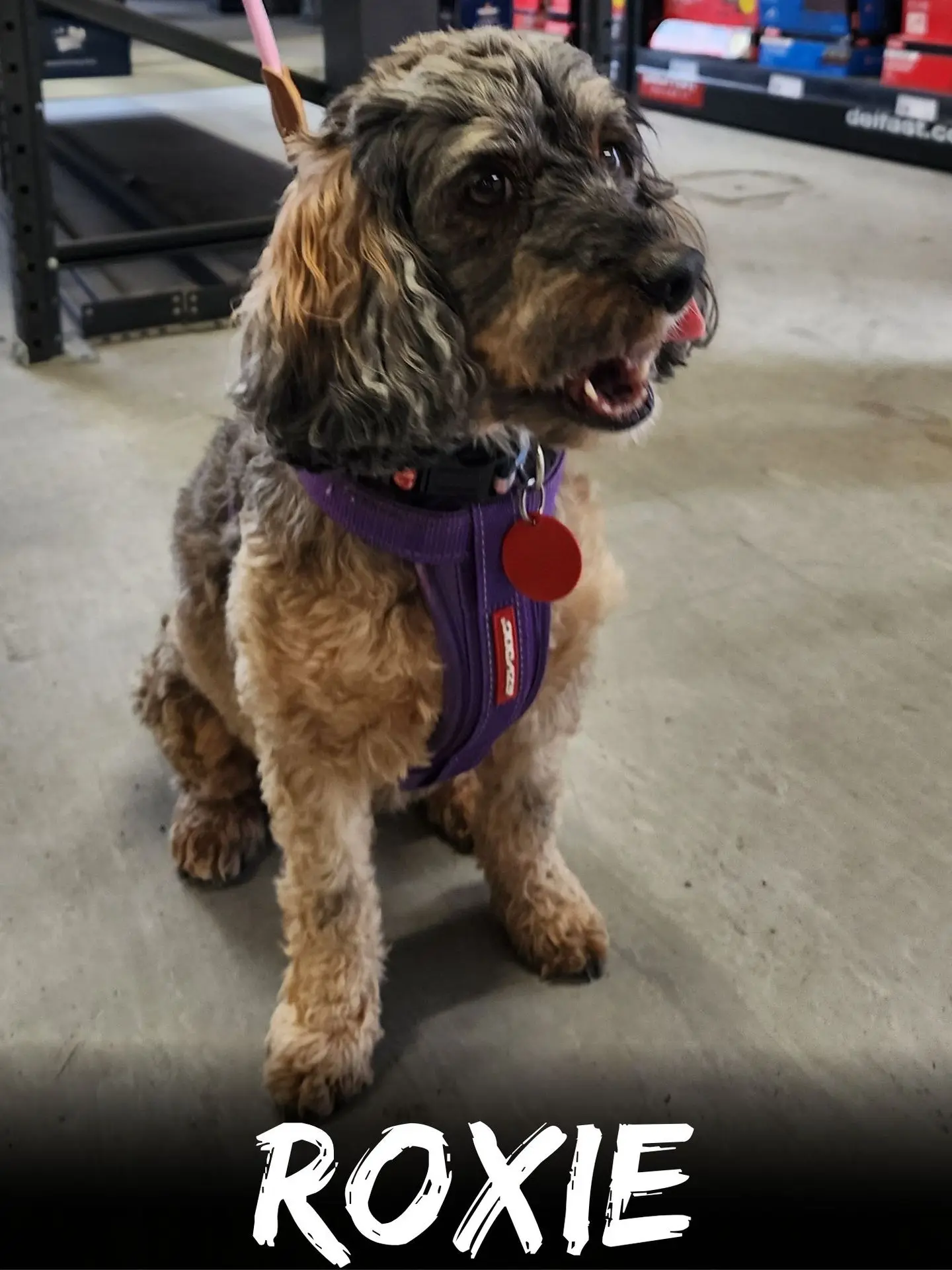 wbs-henderson-furry-friends-roxie