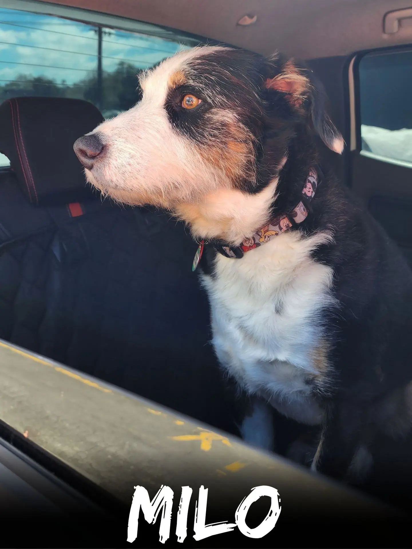 wbs-henderson-furry-friends-milo