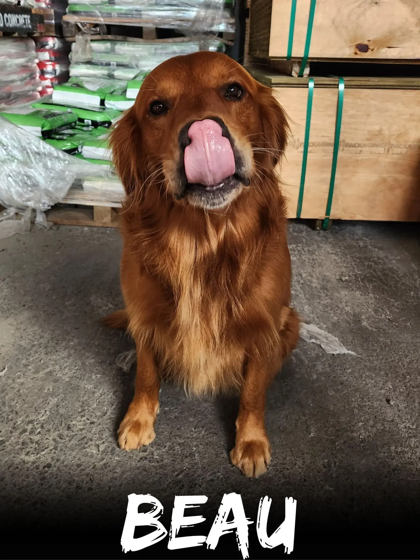 wbs-henderson-furry-friends-beau