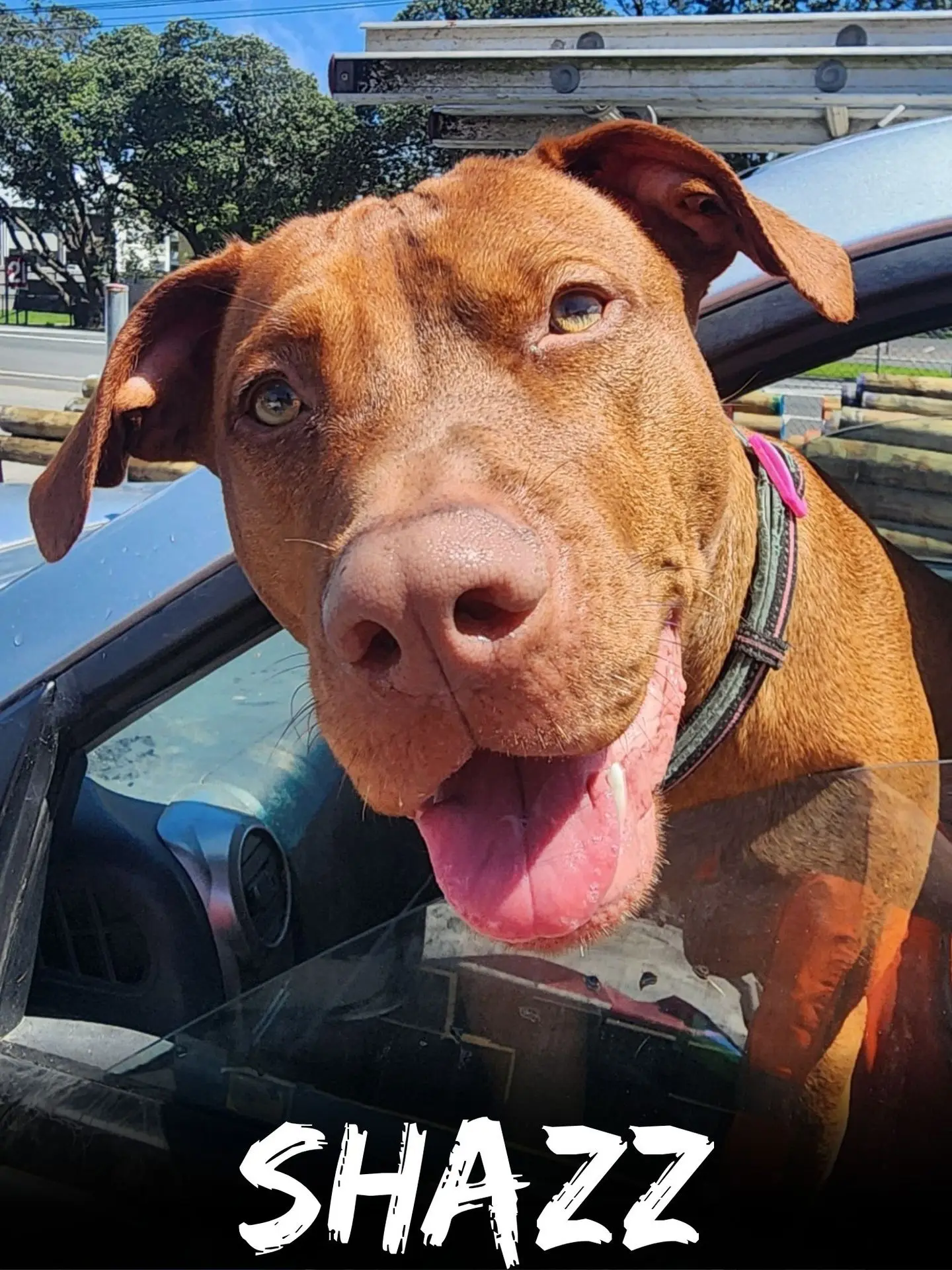 wbs-henderson-furry-friends-shazz