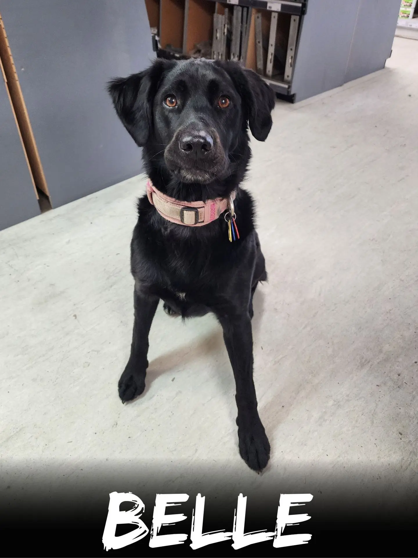 wbs-henderson-furry-friends-belle