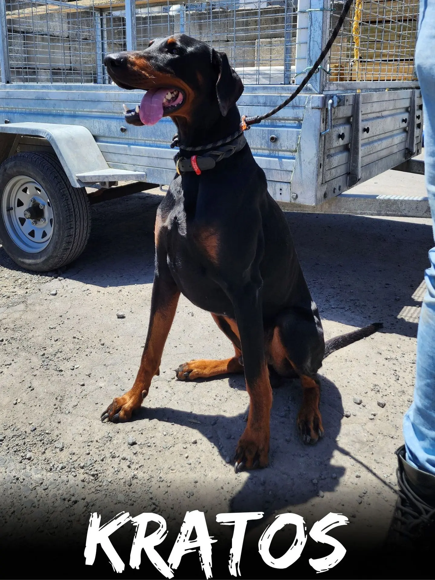 wbs-henderson-furry-friends-kratos