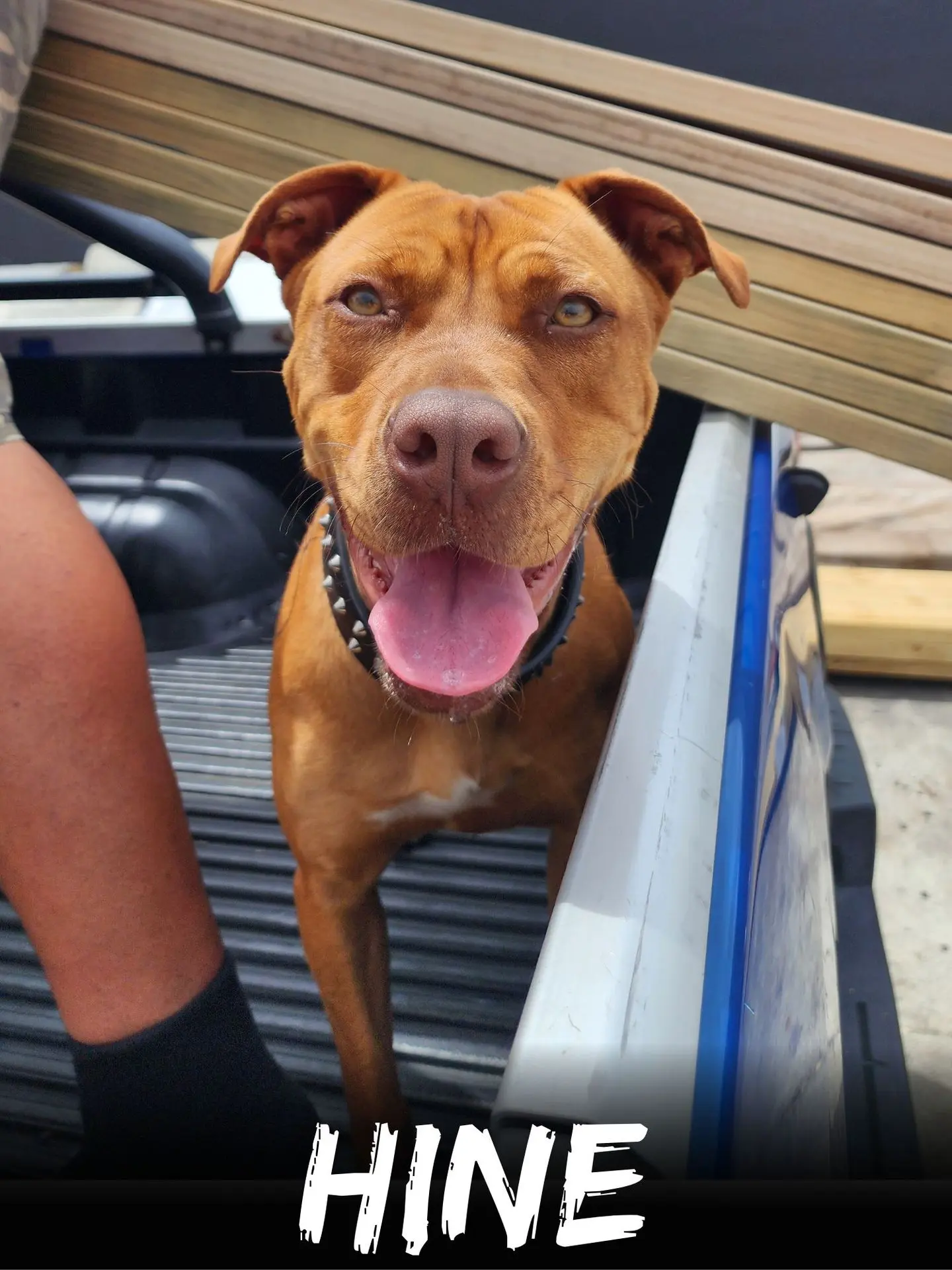 wbs-henderson-furry-friends-hine