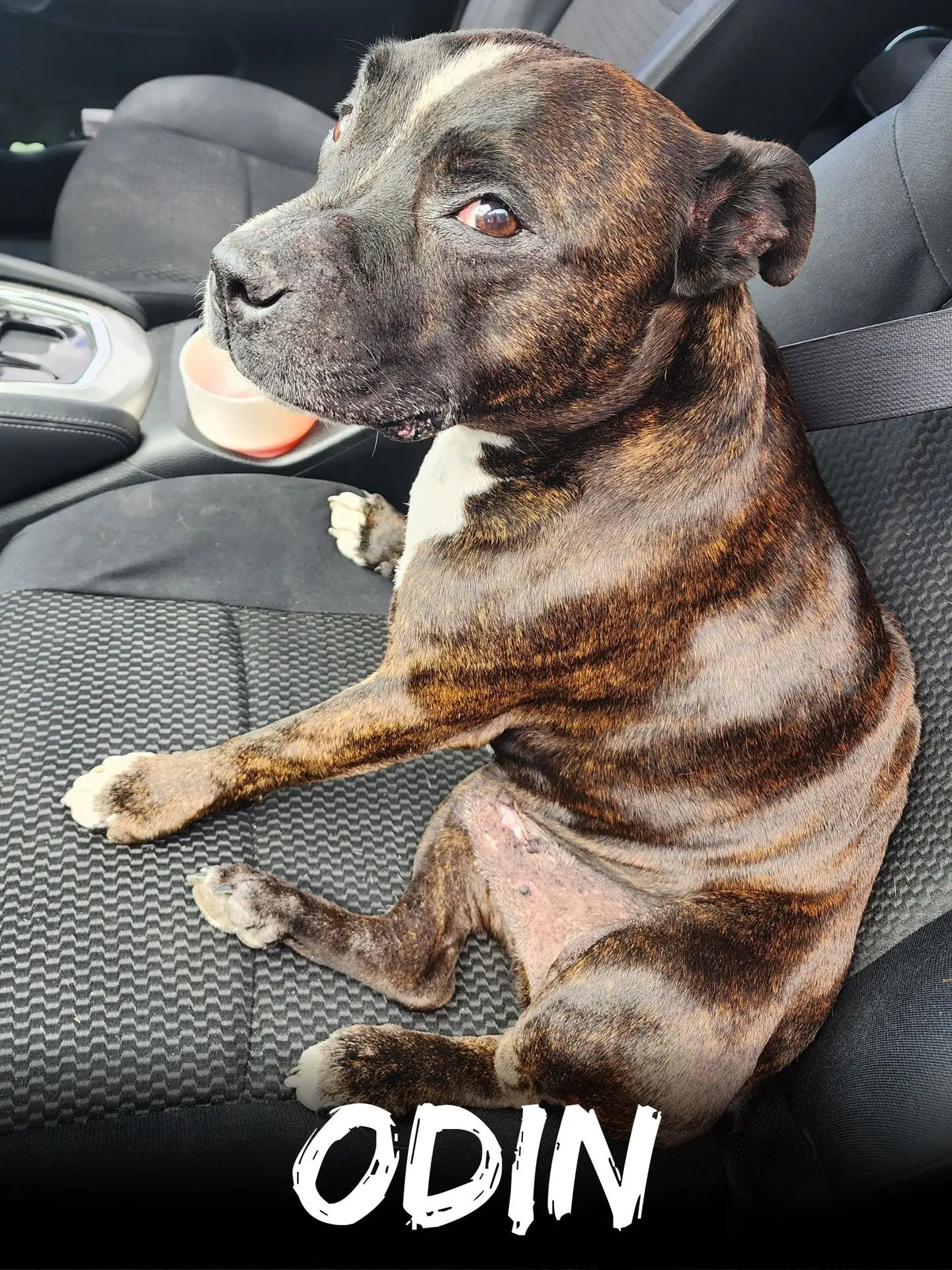 wbs-henderson-furry-friends-odin