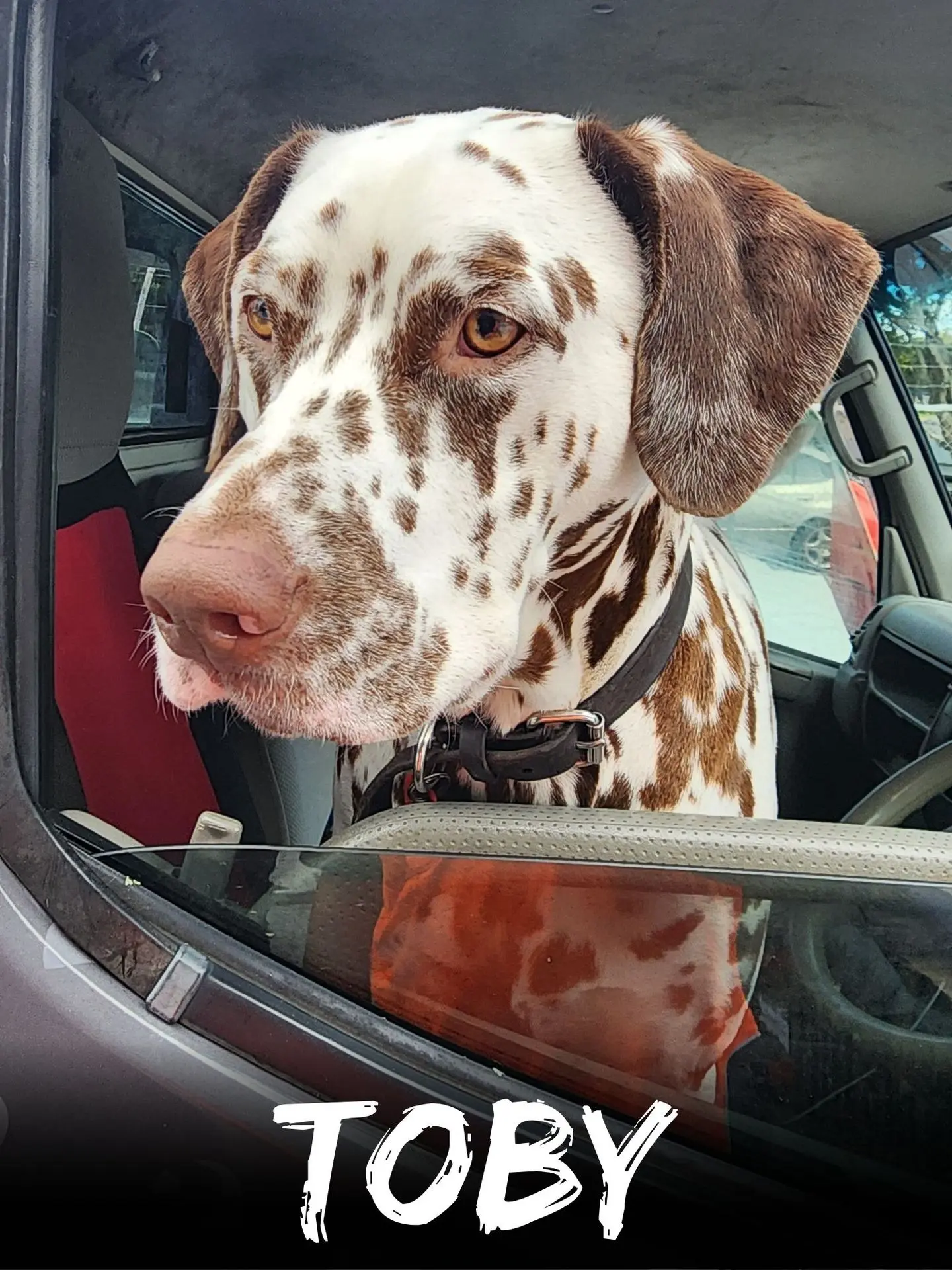 wbs-henderson-furry-friends-toby