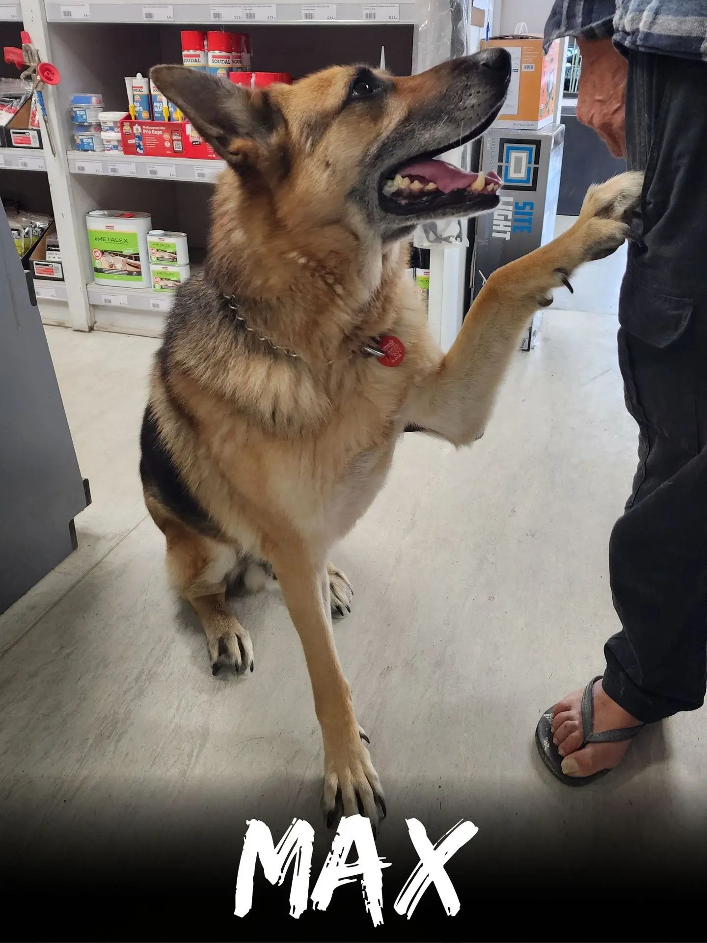 wbs-henderson-furry-friends-max