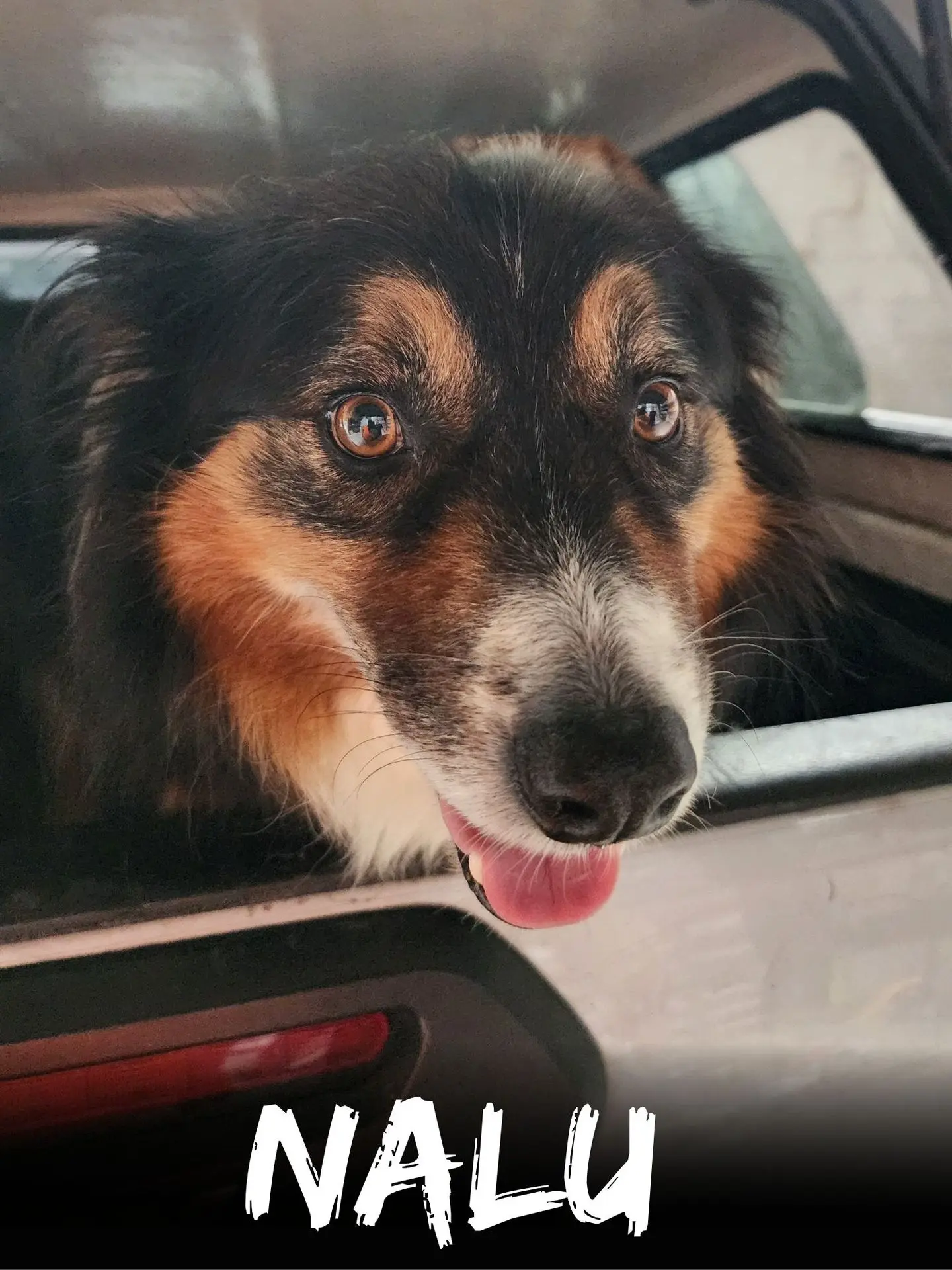 wbs-henderson-furry-friends-nalu