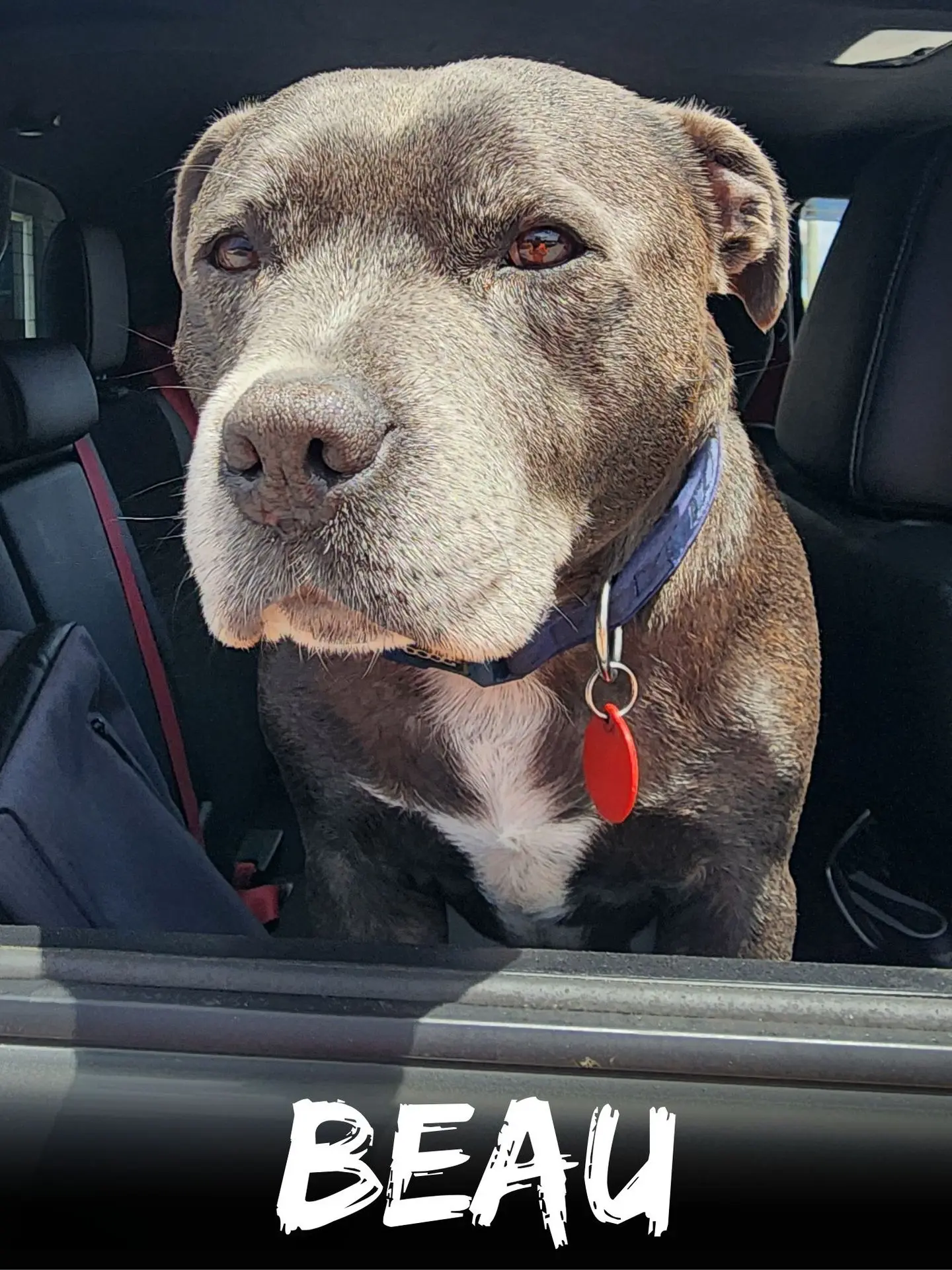 wbs-henderson-furry-friends-beau