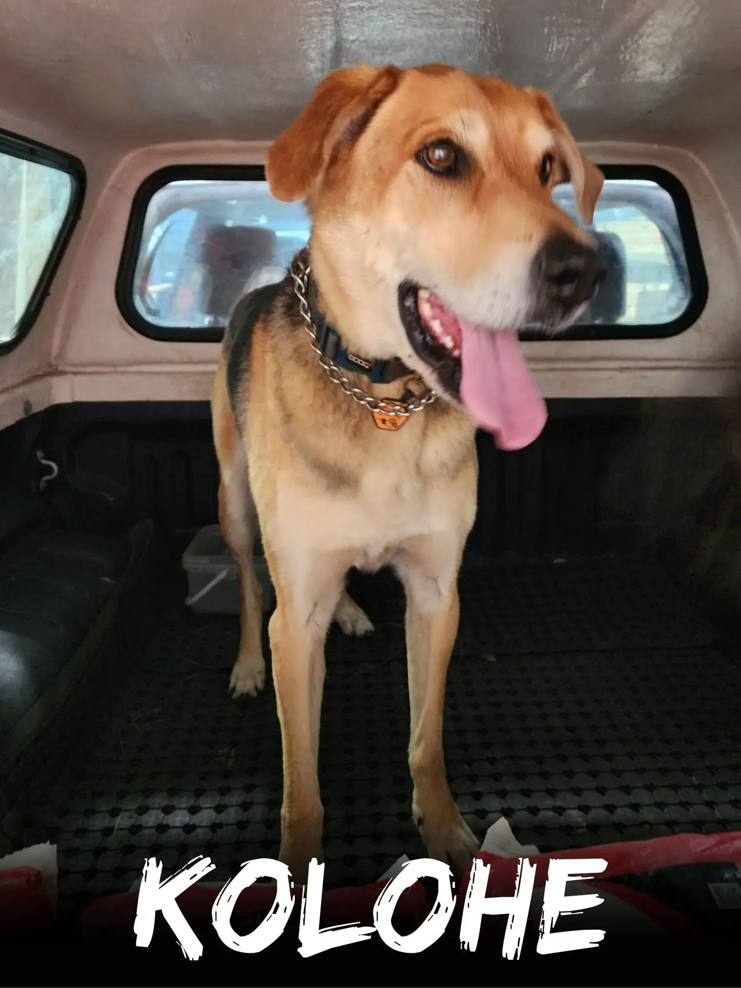 wbs-henderson-furry-friends-kolohe